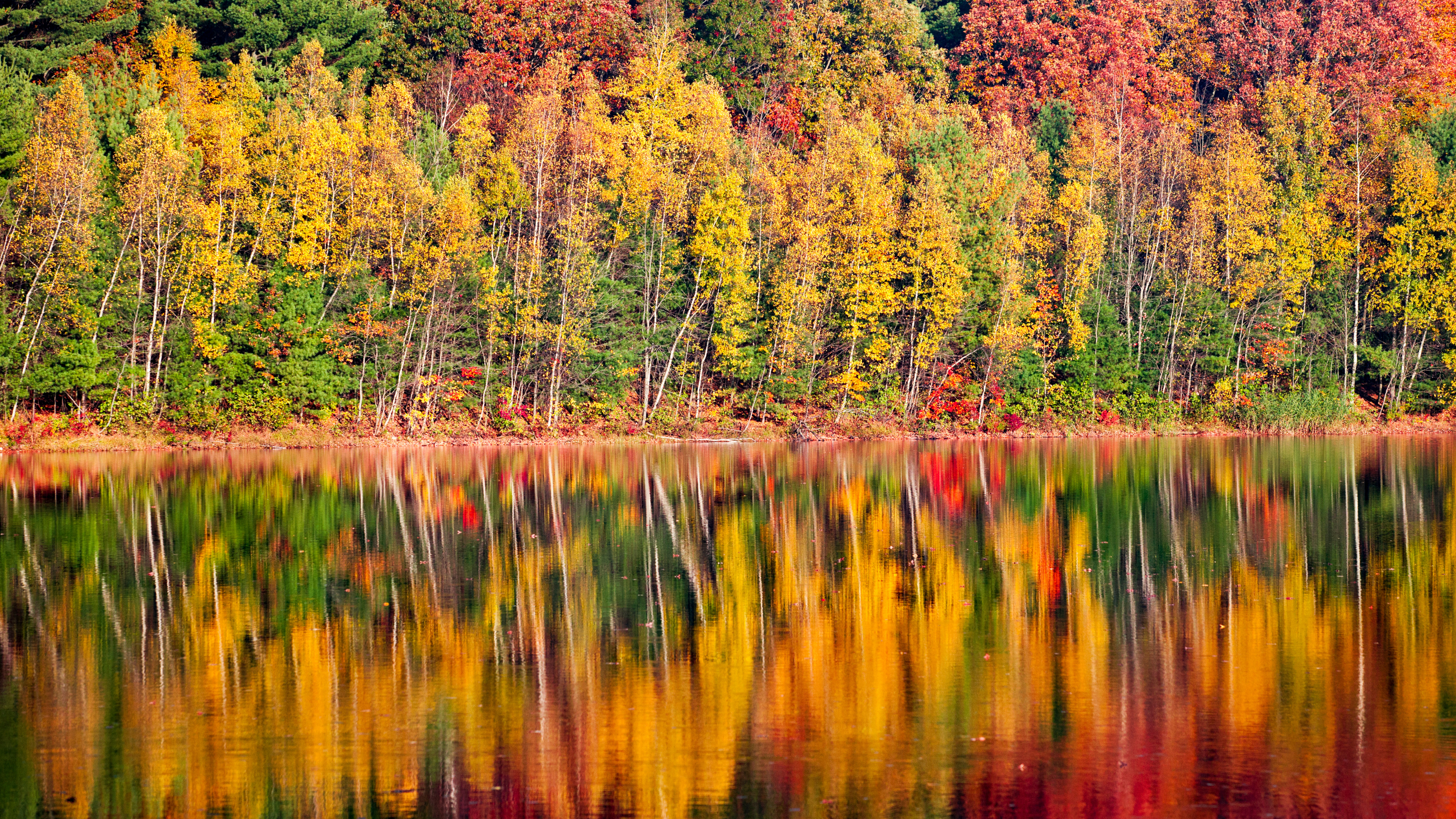 Blog5 Image: Beautiful picture of the trees in fall