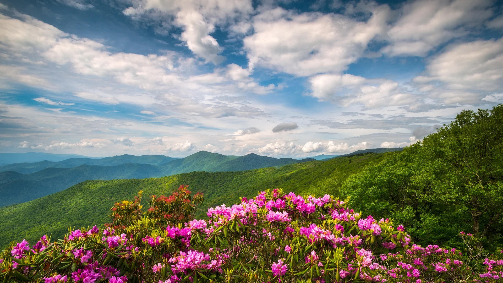 A scenic mountain view with a colorful sky and flowers in the foreground